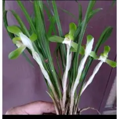 おっしー様 リクエスト 2点 まとめ商品