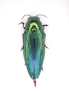 shin_chacha523様 リクエスト 3点 まとめ商品