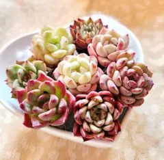 多肉植物 寄せ植え用韓国苗8種(根付き) j-6