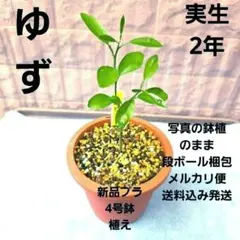 2026年最新】弥生桜 多肉の人気アイテム - メルカリ