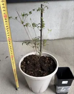 あお様　御専用ページです。