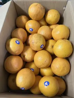グレープフルーツルビーはねだし品　箱込み9kg