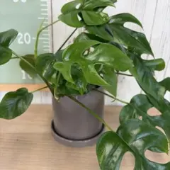 ♪フイロデンドロン　マヨイ♪7号鉢直径約21㎝　鉢底から葉先まで約43㎝ ♪フイロデンドロン マヨイ♪7号鉢直径約21㎝ 鉢底から葉先まで約43