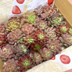 多肉植物⭐︎寄せ植えセット⭐︎