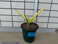 サンスベリア Sansevieria scimitariformis R944 - メルカリ