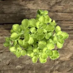 【10-19】　斑入りアロマティカス　ライムシャワー　多肉植物