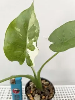 希少大株・アロカシア・オキナワシルバー/幹立ちタイプA７・無機質用土 希少大株・アロカシア・オキナワシルバー/幹立ちタイプA7