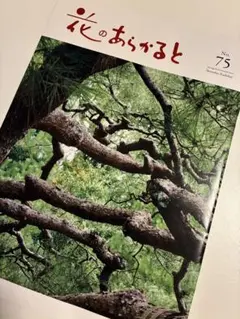 【池坊】生花・いけばな作品資料 約61枚＋花のあらかるとNo.75