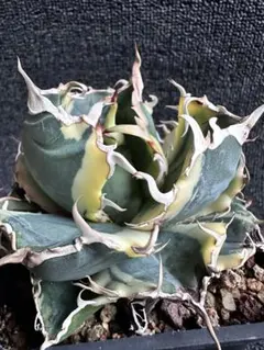 2025年最新】アガベ 白鯨 親株の人気アイテム - メルカリ