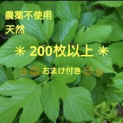 無農薬 天然の桑の葉 クワの葉 200枚以上 お蚕 リクガメさんうさぎさんやのサムネイル