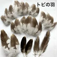 鳥の羽根　トビの羽