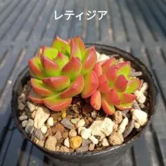 2026年最新】多肉植物レティジアの人気アイテム - メルカリ