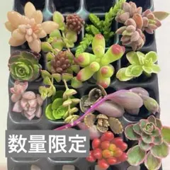 多肉　カット　詰め合わせ　カット苗　乙女心　カラフル　寄せ植え