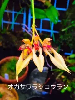 山野草・着生蘭・シコウラン(オガサワラシコウラン・国の販売許可不要種①） 2026年最新】シコウランの人気アイテム - メルカリ