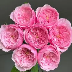 Mayumi様専用 バラ 苗 薔薇 希少種 - メルカリ