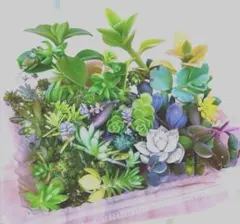 セダム カット苗