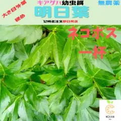 アシタバ　外葉大きめかため ネコポス一杯 訳あり品 無農薬のサムネイル
