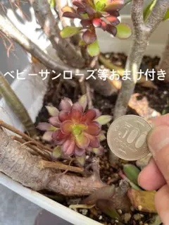 黒法師　おまけ付き　多肉植物
