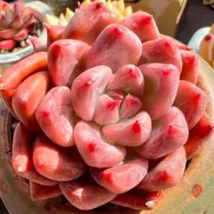 とめ様 リクエスト 2点 まとめ商品