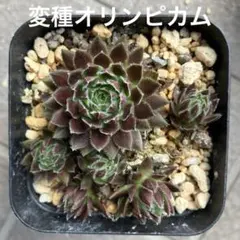 ①オーズプランツさん苗４点セット札付きポットごとメルカリ便バラ売り不可 2025年最新】第4種郵便の人気アイテム - メルカリ