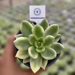 Top【選抜株】多肉植物　362857バイエリ錦　10個　鉢無し/脱土 Top【選抜株】多肉植物 362857バイエリ錦 10個 鉢無し/脱土 - メルカリ