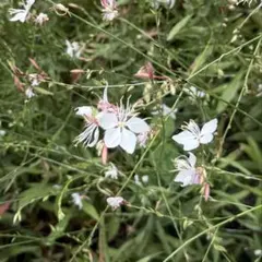 ガウラ・白蝶草 発芽苗 【1苗】初夏～晩秋までお花が咲き出根草です