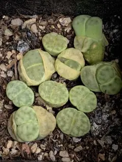 てんてん プロフ必読様 リクエスト 2点 まとめ商品