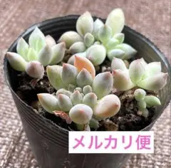 今季実生苗 中里リンゼアナXホリコロA鉢付き速達 - メルカリ