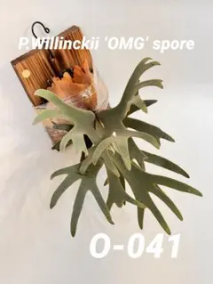 P. Willincki cv.Sweet moon sporeling - メルカリ