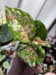 特別企画 セール Aglaonema アグラオネマ トリカラー KT ① - メルカリ