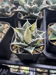 2026年最新】狼人 アガベの人気アイテム - メルカリ