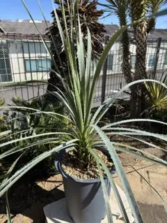 2026年最新】ダシリリオンの人気アイテム - メルカリ