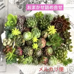 2026年最新】センペルビウム セットの人気アイテム - メルカリ