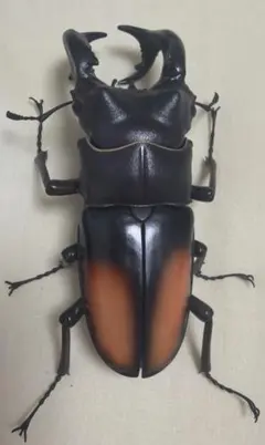 昆虫標本 ノコギリクワガタ標本ペアセット - メルカリ