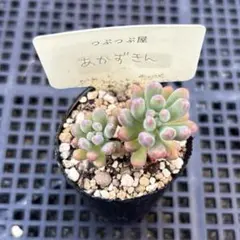 ☆つぶつぶ屋さん苗☆あかずきん☆（スプリングワンダー×乙女心