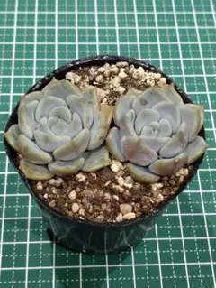 さくらもち 鉢内全て 抜き苗つぶつぶ屋さん 多肉植物 - メルカリ