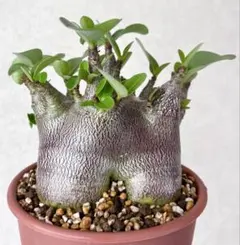 激レア/ブラックスキン】アデニウム アラビカム ガラメーウワン 鉢植え