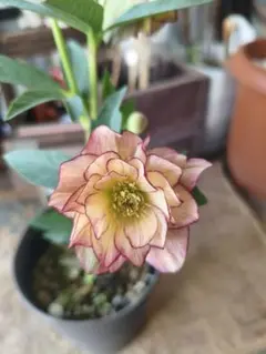 mimi様 リクエスト 2点 まとめ商品