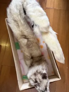 フェレット 剥製 ファーのサムネイル