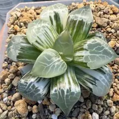 多肉植物 ハオルチア 珍しい火鳳凰錦 完璧錦 新入荷 10cm鉢 鉢