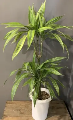 ドラセナ・サンデリアーナ ゴールド 7号 高さ約110cm 観葉植物 大型