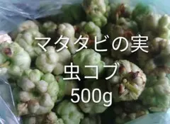 岩手県産　初物　マタタビの実　虫コブ　500gのサムネイル