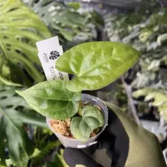 kuronyan様 リクエスト 2点 まとめ商品