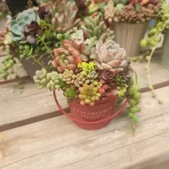 そのまま飾れる多肉植物寄せ植えB こぼれ鉢　管理書付き そのまま飾れる多肉植物寄せ植え こぼれ鉢 管理書付き - メルカリ