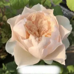 【同梱で２鉢目〜¥1000お値引き】 春の新苗♡E-13♡芽接ぎ苗／４号ポットのサムネイル
