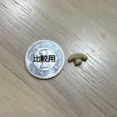 ミニチュア フィギュア シナモロール シフォン