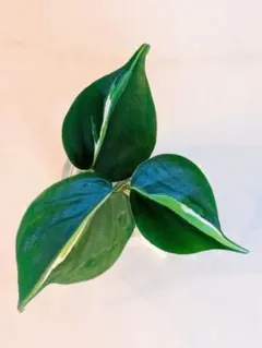 Nobu様 リクエスト 2点 まとめ商品