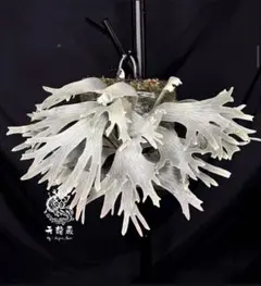 2025年最新】willinckii spurの人気アイテム - メルカリ