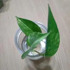 マッチ様 リクエスト 2点 まとめ商品