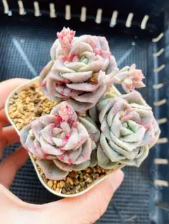 ❤ラブリーローズ錦❤ 白斑  葉挿しっ子✴赤斑葉挿し付✴⑥ ❤ラブリーローズ錦❤ 白斑 葉挿しっ子✴赤斑葉挿し付